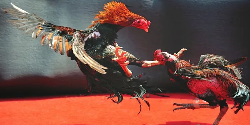 rick vip đăng nhập nổ hũ số 1