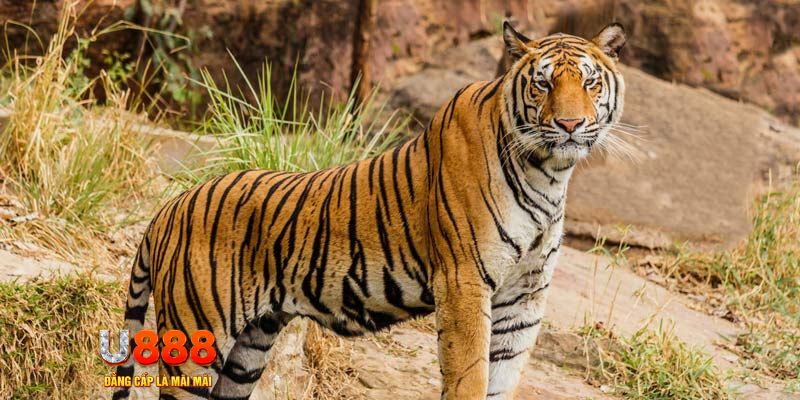 rick vip ban ca vip online