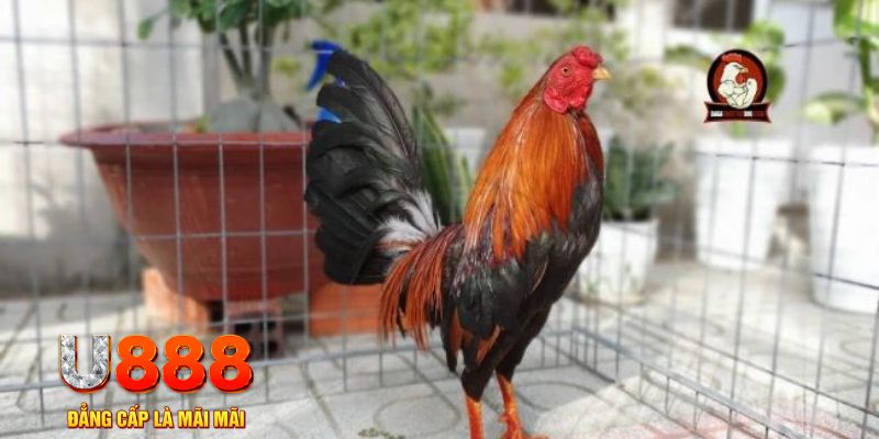 rick vip nổ hũ chơi như thế nào